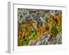 False-coloured SEM of a cleaved sample of crustose lichen-Alex Hyde-Framed Photographic Print