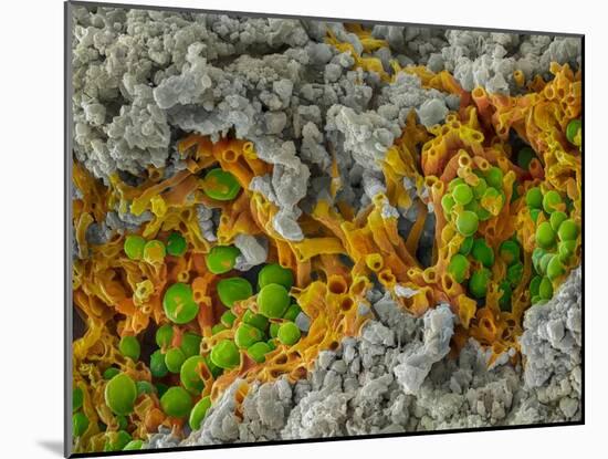 False-coloured SEM of a cleaved sample of crustose lichen-Alex Hyde-Mounted Photographic Print