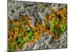 False-coloured SEM of a cleaved sample of crustose lichen-Alex Hyde-Mounted Photographic Print