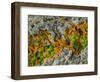 False-coloured SEM of a cleaved sample of crustose lichen-Alex Hyde-Framed Photographic Print