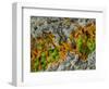 False-coloured SEM of a cleaved sample of crustose lichen-Alex Hyde-Framed Photographic Print