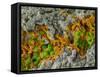 False-coloured SEM of a cleaved sample of crustose lichen-Alex Hyde-Framed Stretched Canvas