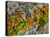 False-coloured SEM of a cleaved sample of crustose lichen-Alex Hyde-Stretched Canvas