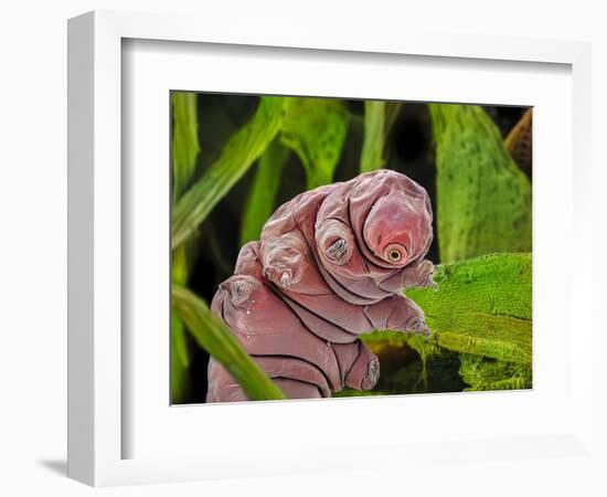 False-coloured SEM of a Tardigrade amongst moss, 0.1 mm long-Alex Hyde-Framed Photographic Print