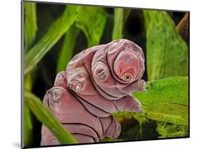 False-coloured SEM of a Tardigrade amongst moss, 0.1 mm long-Alex Hyde-Mounted Photographic Print