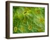 False-coloured SEM of stomata on the underside of an Ash leaf-Alex Hyde-Framed Photographic Print