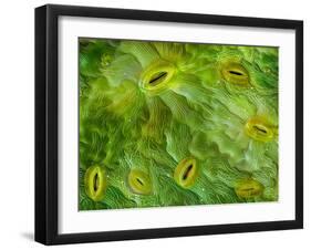 False-coloured SEM of stomata on the underside of an Ash leaf-Alex Hyde-Framed Photographic Print