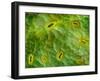 False-coloured SEM of stomata on the underside of an Ash leaf-Alex Hyde-Framed Photographic Print