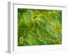 False-coloured SEM of stomata on the underside of an Ash leaf-Alex Hyde-Framed Photographic Print