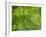 False-coloured SEM of stomata on the underside of an Ash leaf-Alex Hyde-Framed Photographic Print
