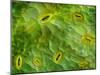 False-coloured SEM of stomata on the underside of an Ash leaf-Alex Hyde-Mounted Photographic Print