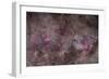 False Comet Area in Scorpius Along with NGC 6188 Nebulosity in Ara-null-Framed Photographic Print