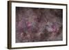 False Comet Area in Scorpius Along with NGC 6188 Nebulosity in Ara-null-Framed Photographic Print