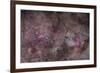 False Comet Area in Scorpius Along with NGC 6188 Nebulosity in Ara-null-Framed Photographic Print