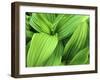 False Hellebore in Glacier National Park, Montana, USA-Chuck Haney-Framed Photographic Print