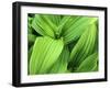 False Hellebore in Glacier National Park, Montana, USA-Chuck Haney-Framed Photographic Print