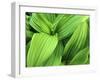 False Hellebore in Glacier National Park, Montana, USA-Chuck Haney-Framed Photographic Print