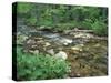 False Hellebore, Lyman Brook, The Nature Conservancy's Bunnell Tract, New Hampshire, USA-Jerry & Marcy Monkman-Stretched Canvas