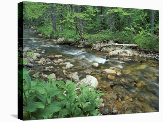 False Hellebore, Lyman Brook, The Nature Conservancy's Bunnell Tract, New Hampshire, USA-Jerry & Marcy Monkman-Stretched Canvas