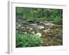 False Hellebore, Lyman Brook, The Nature Conservancy's Bunnell Tract, New Hampshire, USA-Jerry & Marcy Monkman-Framed Photographic Print
