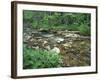 False Hellebore, Lyman Brook, The Nature Conservancy's Bunnell Tract, New Hampshire, USA-Jerry & Marcy Monkman-Framed Photographic Print