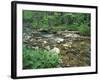 False Hellebore, Lyman Brook, The Nature Conservancy's Bunnell Tract, New Hampshire, USA-Jerry & Marcy Monkman-Framed Photographic Print