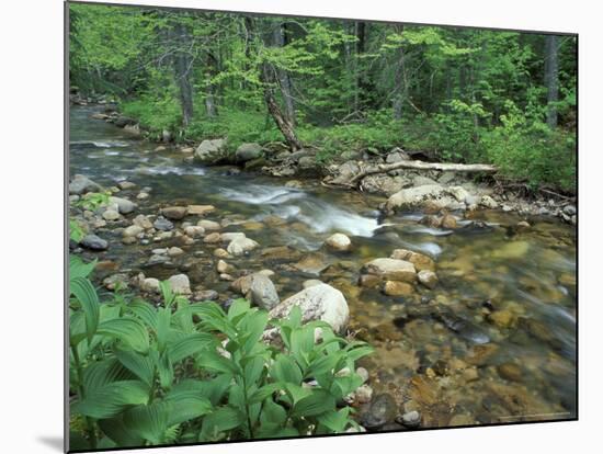 False Hellebore, Lyman Brook, The Nature Conservancy's Bunnell Tract, New Hampshire, USA-Jerry & Marcy Monkman-Mounted Photographic Print