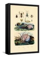 False Scorpion, 1833-39-null-Framed Stretched Canvas