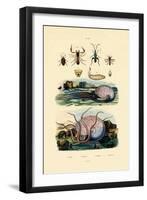 False Scorpion, 1833-39-null-Framed Giclee Print