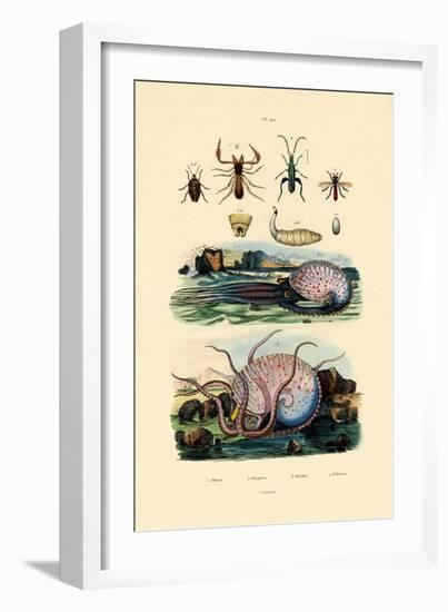 False Scorpion, 1833-39-null-Framed Giclee Print