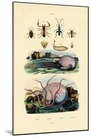 False Scorpion, 1833-39-null-Mounted Giclee Print