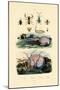 False Scorpion, 1833-39-null-Mounted Giclee Print