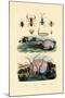 False Scorpion, 1833-39-null-Mounted Giclee Print