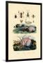 False Scorpion, 1833-39-null-Framed Giclee Print