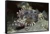 False Scorpionfish-Hal Beral-Framed Stretched Canvas