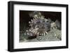 False Scorpionfish-Hal Beral-Framed Photographic Print