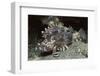 False Scorpionfish-Hal Beral-Framed Photographic Print