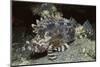 False Scorpionfish-Hal Beral-Mounted Photographic Print