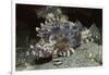 False Scorpionfish-Hal Beral-Framed Photographic Print