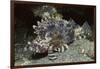 False Scorpionfish-Hal Beral-Framed Photographic Print