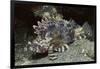 False Scorpionfish-Hal Beral-Framed Photographic Print