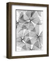 False Shamrock Leaves, X-ray-Koetsier Albert-Framed Photographic Print