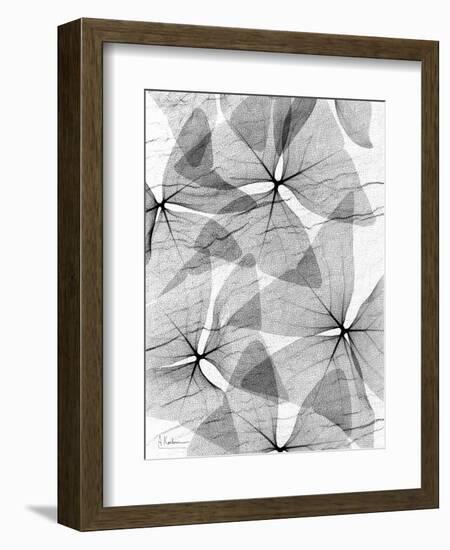 False Shamrock Leaves, X-ray-Koetsier Albert-Framed Photographic Print