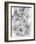 False Shamrock Leaves, X-ray-Koetsier Albert-Framed Photographic Print