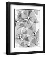 False Shamrock Leaves, X-ray-Koetsier Albert-Framed Photographic Print