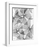 False Shamrock Leaves, X-ray-Koetsier Albert-Framed Photographic Print