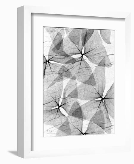 False Shamrock Leaves, X-ray-Koetsier Albert-Framed Photographic Print