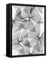 False Shamrock Leaves, X-ray-Koetsier Albert-Framed Stretched Canvas