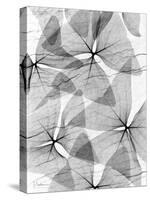 False Shamrock Leaves, X-ray-Koetsier Albert-Stretched Canvas