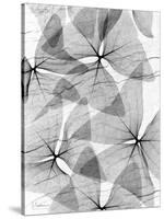 False Shamrock Leaves, X-ray-Koetsier Albert-Stretched Canvas